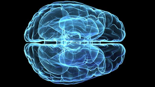 3D wire-frame graphic of a brain. Human Brain. stock image. Picture: ThinkStock