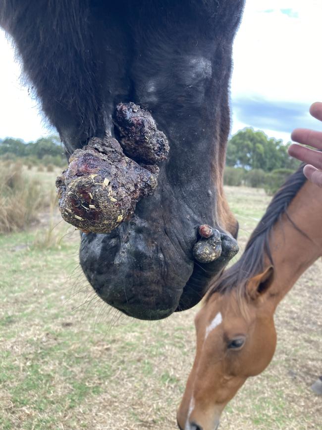 A WA man has been sentenced for animal cruelty after his horse, Mack, was found to be starved and covered in painful growths. Picture: RSPCA WA