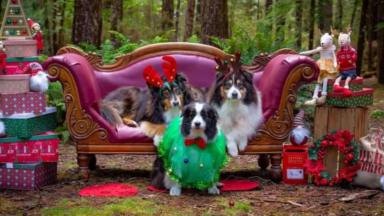 Tassie's cutest Christmas doggos: Charley, Reilly and Bonnie.. Photo by #furbabiesandfriendsphotography Photo: Christina Jaggard