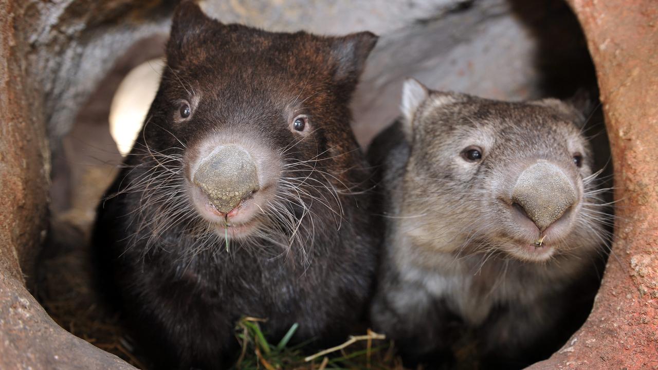 University of Tasmania scientist discovers why wombats do cube-shaped poo |  KidsNews