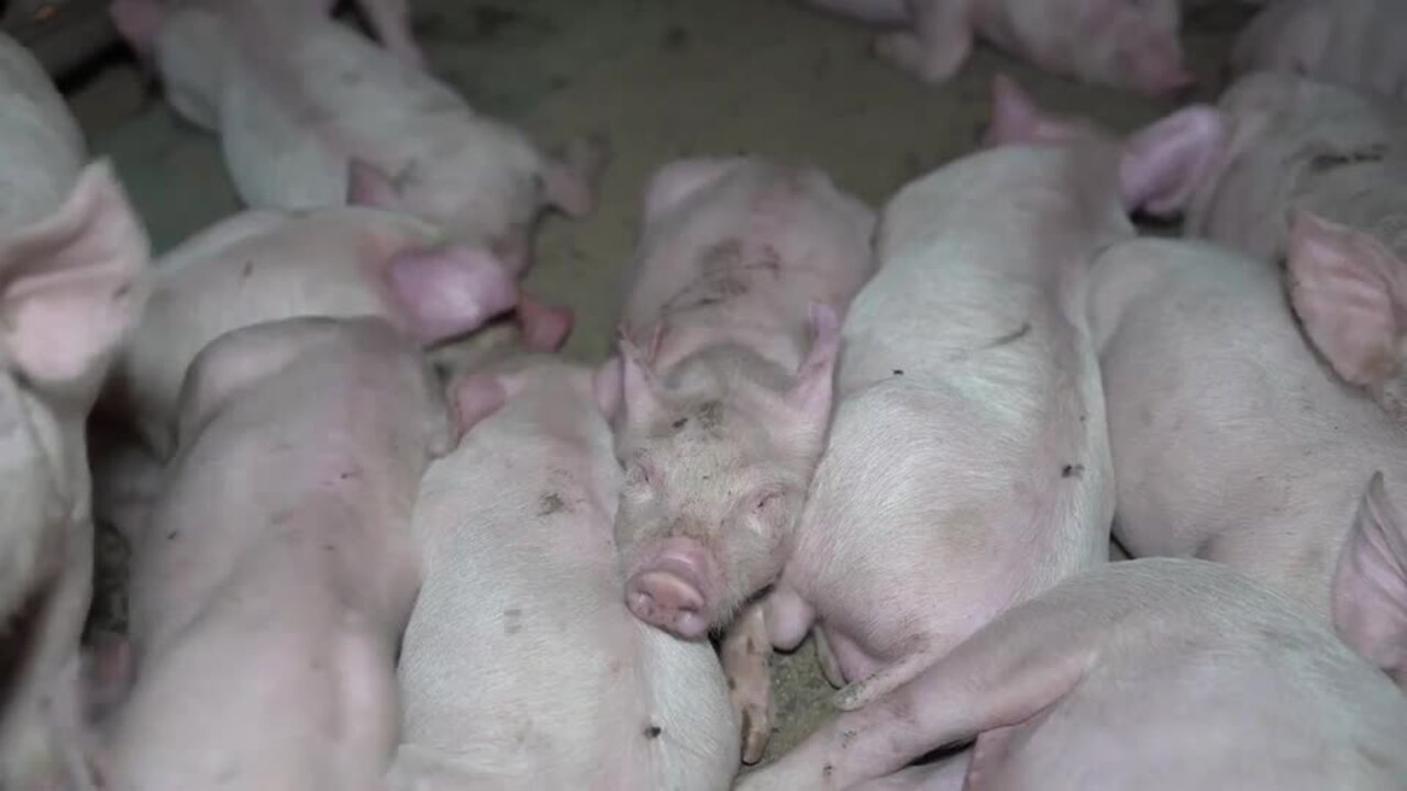 Vision of alleged animal cruelty at five Victorian piggeries