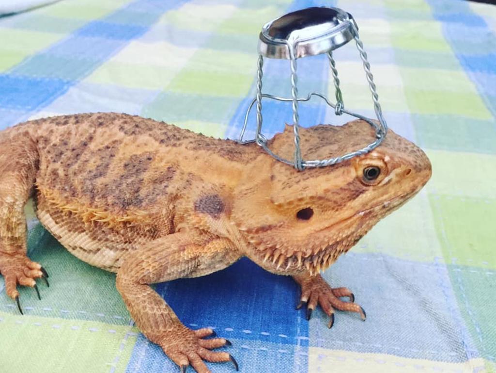 Spike getting in the Christmas spirit in Hallett Cove. Picture: Melissa Collins.