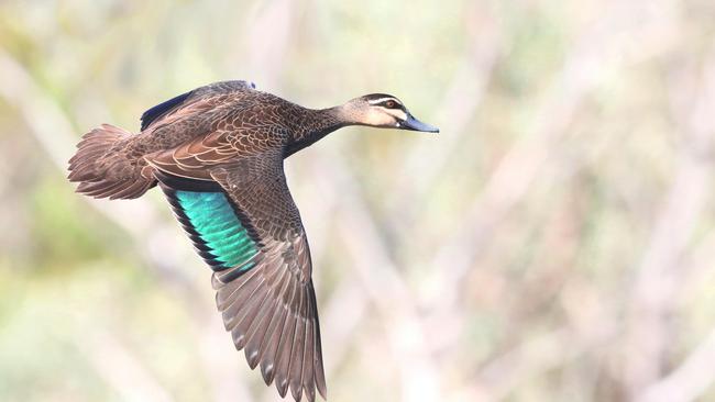 Clear air: Duck hunters were restricted to a 20-day season, but still had to pay for a full year’s licence.