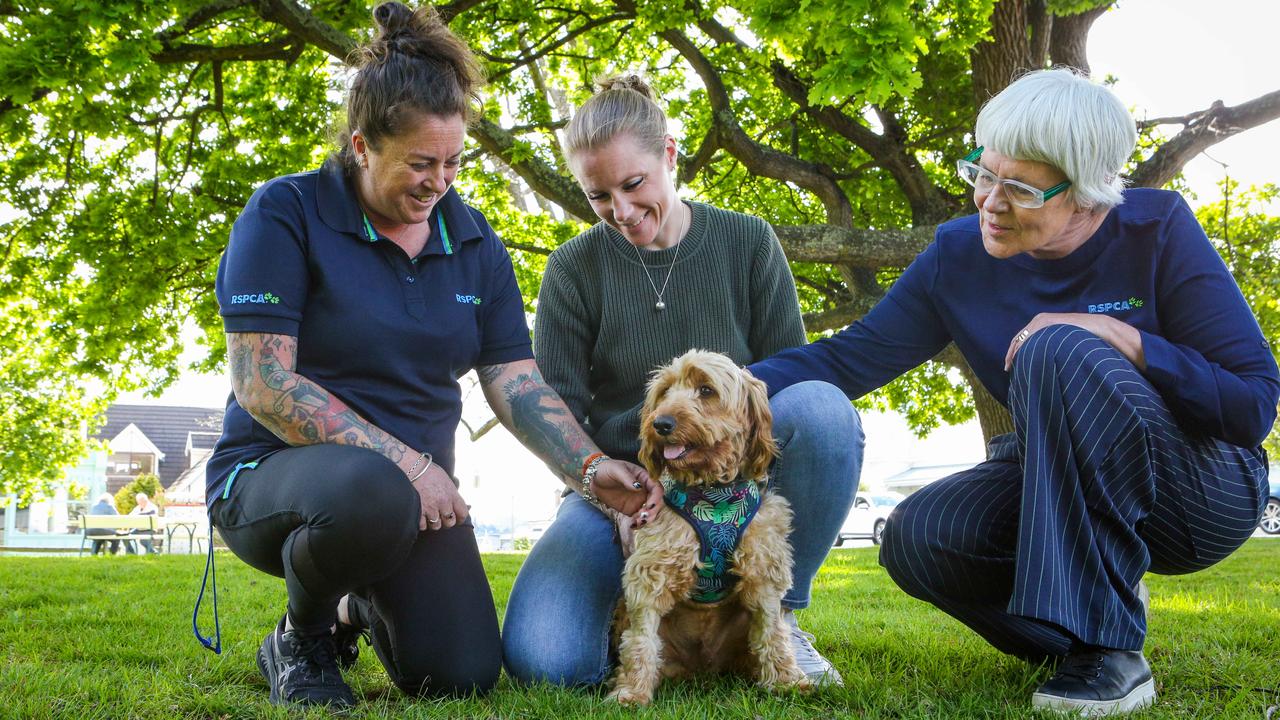 Rescued labradoodle’s $10k vet bill worth every cent