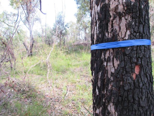 Trees marked for removal next to Manly Vale Public school. Picture: Supplied