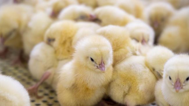 A man accused of killing chicks at a Thornlands property in June has been ordered not to have birds as part of his bail conditions.