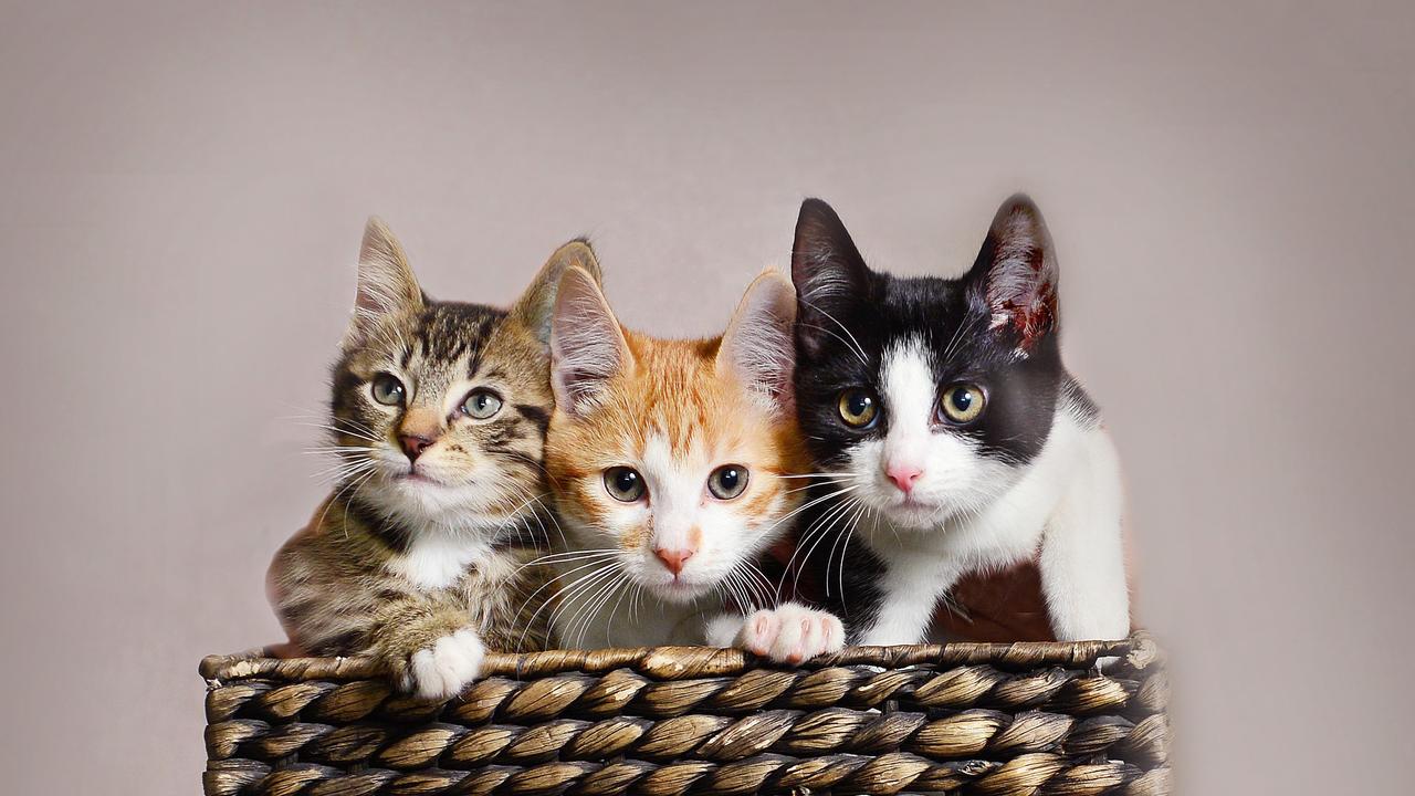 Kittens recently up for adoption at the RSPCA. Picture: Nicki Connolly