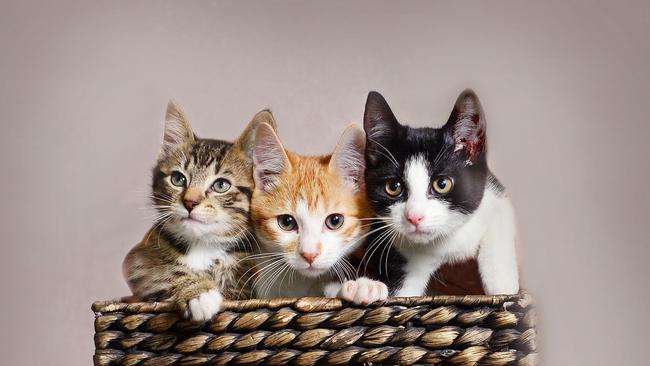 Kittens recently up for adoption at the RSPCA. Picture: Nicki Connolly