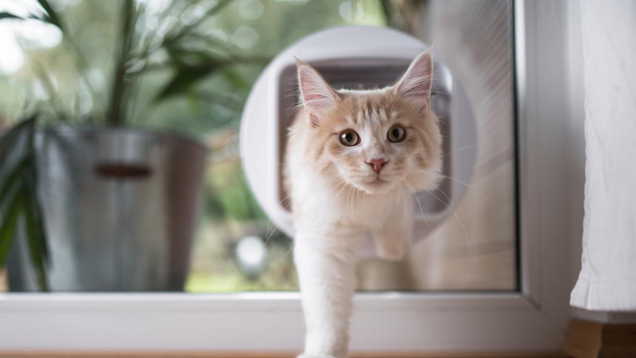 A maine coon cat passes cat flap in the window.