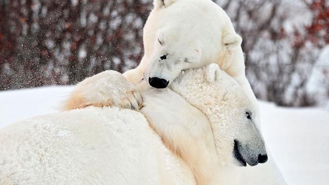 MUST NOT PUBLISH BEFORE February 11th 2017. VALENTINES FEATURE FOR SUNDAY PAPERS-  **NOT FOR SALE IN RUSSIA / POLAND** PIC BY TISHCENKO ALEXEY / CATERS NEWS - (PICTURED Two polar bears having a cuddle iin Manitoba in Canada.) -A cosy pug and chick, adorable meerkats, and an orphaned polar bear cuddling a teddy are just some of the seriously cute animals featured in this gallery. In one snap, a lion is spotted leaning down to embrace its cub,,and in another a brown bear picks up its offspring to give it a little cuddle. Meanwhile, an owl and a fox get close to each other, whilst a lion and his lioness snuggle together whilst having a nap. One particularly cute snap captures a small monkey resting on the back of a lion cub, as the two new friends become acquainted. SEE CATERS COPY.