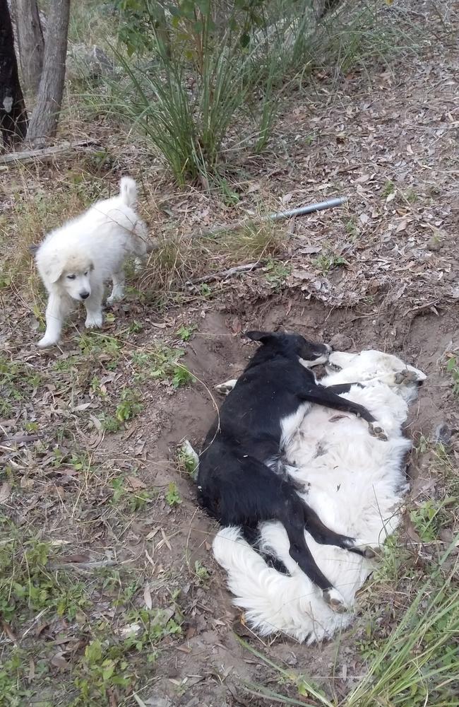 Ted the maremma puppy looks on at the Tippy and Fay in the grave after they both suddenly died from suspected 1080 poisoning. Picture: Greg Jackson