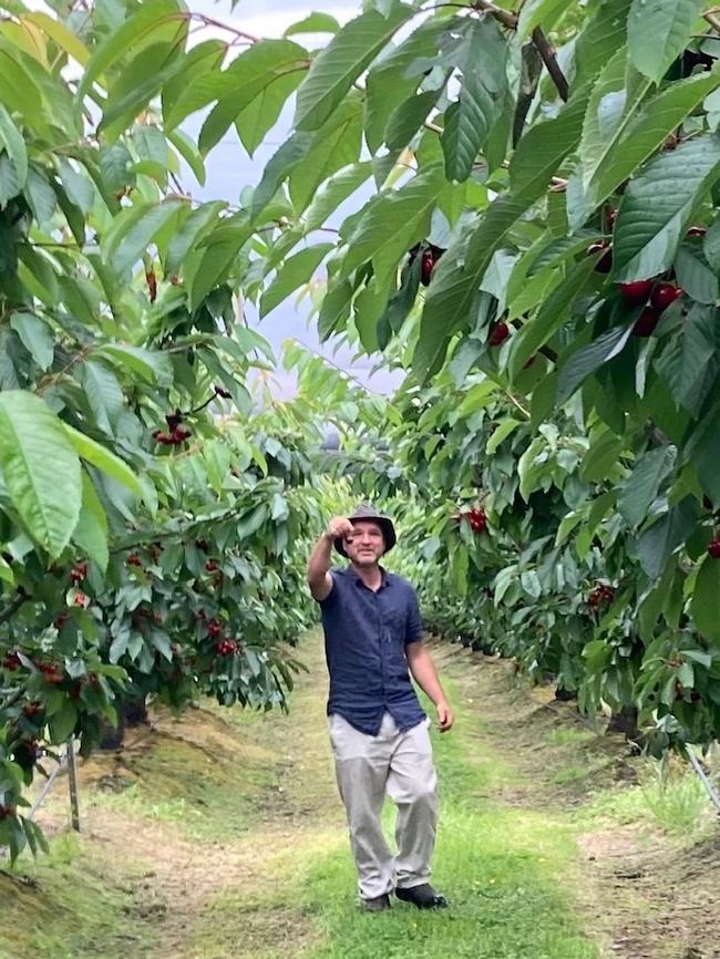 Tino Carnevale in the cherry orchard he manages at Port Arthur. Picture: Joi Heald