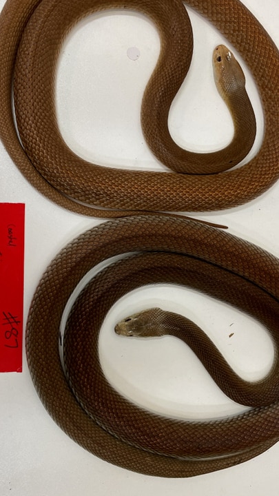 Deadly snakes seized in suburban raid