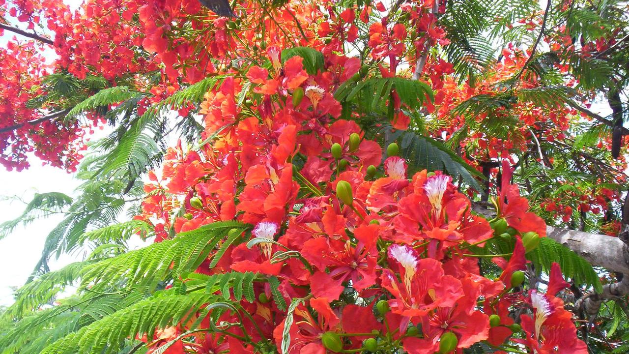 Delonix regia