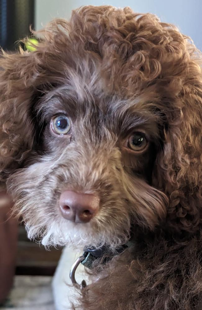 Chooe (as in chewy): Evelynne Denelzen's 3 and a half month old Cavoodle