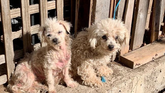 A photo of two Nichon Frise dogs found at the breeding facility in Bendoura. Picture: RSPCA.