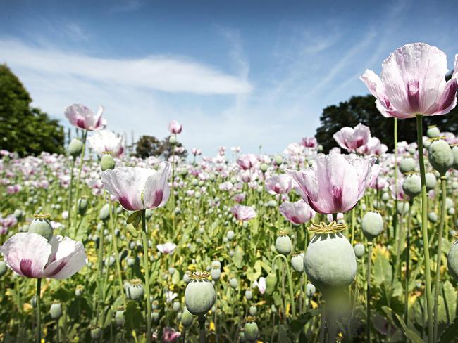 TWAM-20150307 EMBARGO FOR TWAM 7 March 2015 NO REUSE WITHOUT PERMISSION Poppies in a farm at Cressy for Tasmanian Country. Pic : News