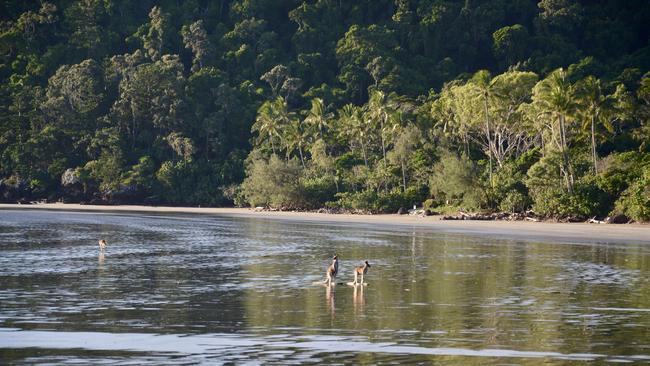 Kangaroos at Cape Hillsborough. Picture: Rae Wilson