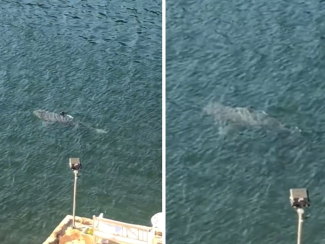 Thumbnail image only. A massive shark has been sighted swimming merrily through Gymea Bay south of Sydney in April 2020. Picture: Supplied