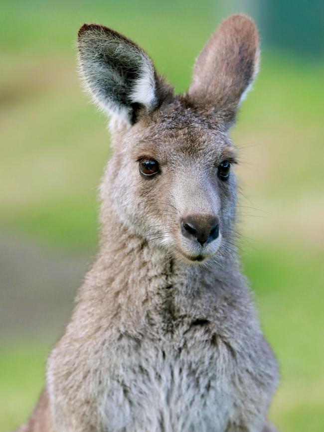 Up to 40 roos were killed and butchered near Dunkeld.