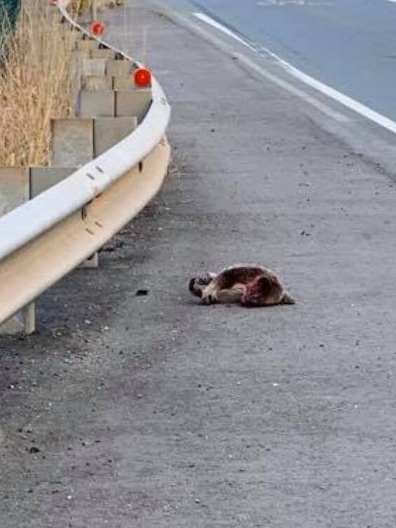 A koala was found dead on Eatons Crossing Rd on June 9.