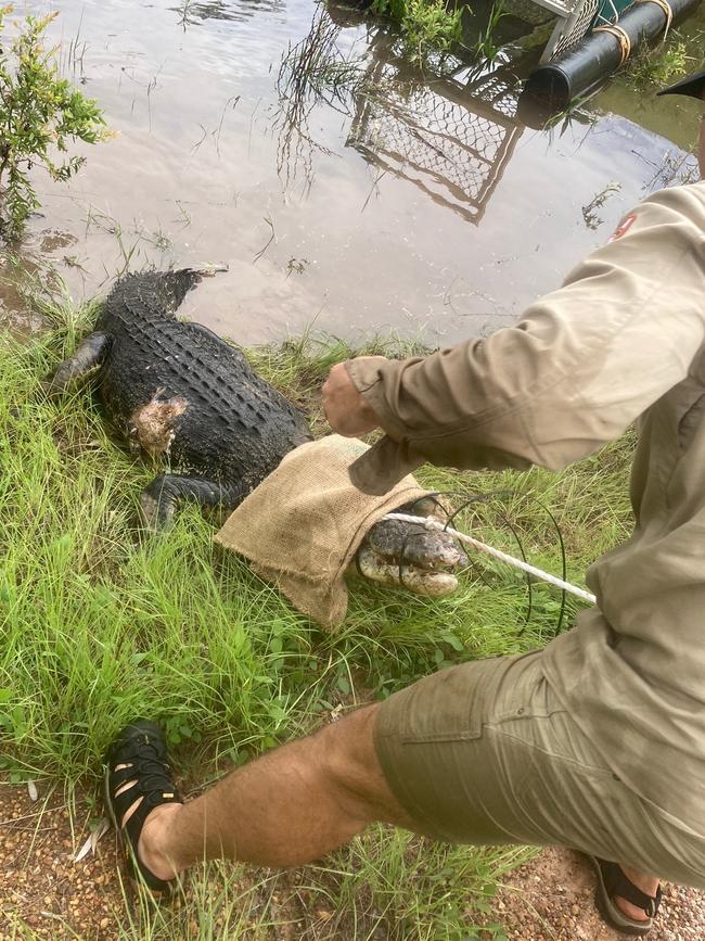 Wildlife rangers said the 3.1m croc could easily kill a human. Picture: Supplied