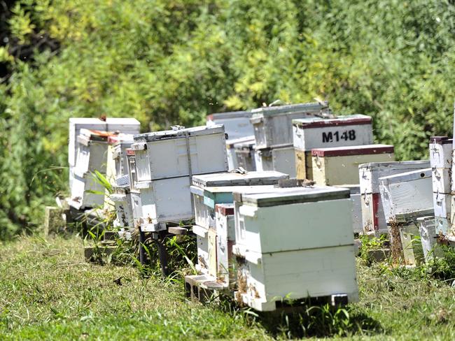 An average bee hive contains about 20,000-40,000 bees, but only one queen. Picture: Mireille Merlet