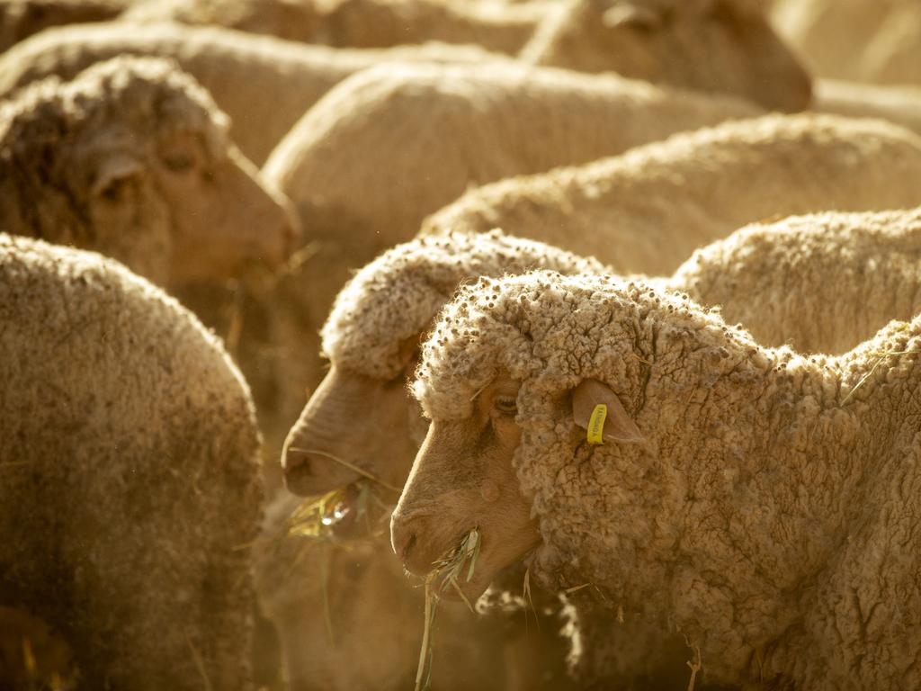 Sheep are fed on the Lelievre property on January 16, 2019 in Louth, Australia. Stuart Lelievre, wife Gabbie and their boys, feed all of their sheep due to dire drought conditions. The feeding is time consuming and a financial burden and they are dealing with issues of physical and emotional exhaustion as a result. Apart from the ongoing drought, Gabbie is outraged that her boys don't have access to clean water for showers. She likens it to a third world country. Local communities in the Darling River area are facing drought and clean water shortages as debate grows over the alleged mismanagement of the Murray-Darling Basin. Recent mass kills of hundreds of thousands of fish in the Darling river have raised serious questions about the way WaterNSW is managing the lakes system, and calls for a royal commission. (Photo by Jenny Evans/Getty Images)