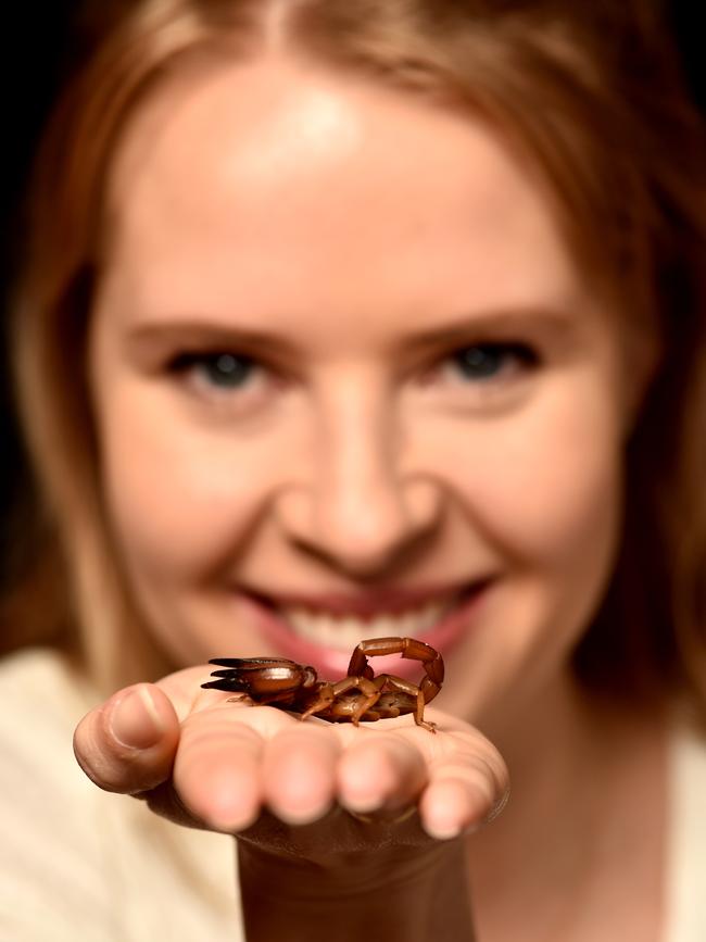 Elina Walsh with her pet scorpion Pricilla which has give birth to 22 baby scorpions. Picture: Evan Morgan