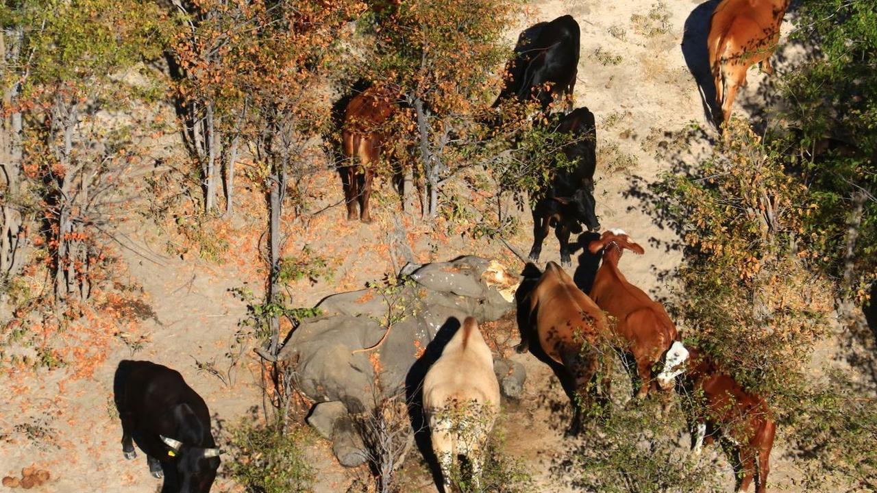 Cows surround an elephant carcass in Botswana.