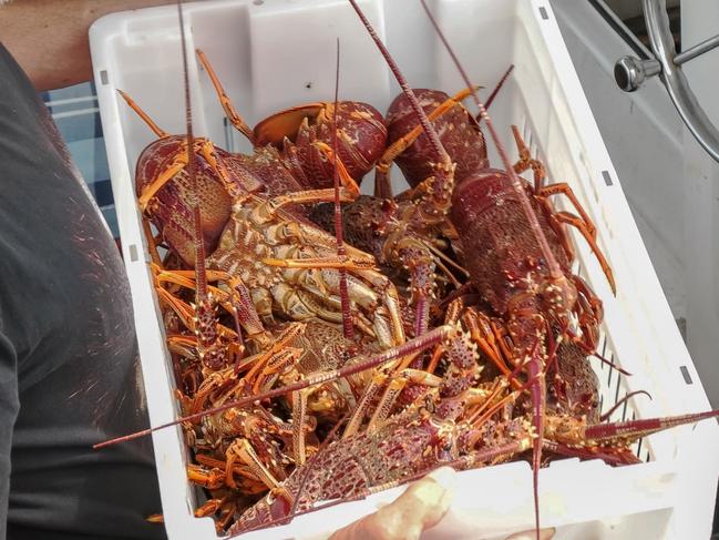 Australia’s rock lobster industry is scrambling to learn more about customs delays in China, amid concerns it may the next target after wine, beef and barley. Picture: istock