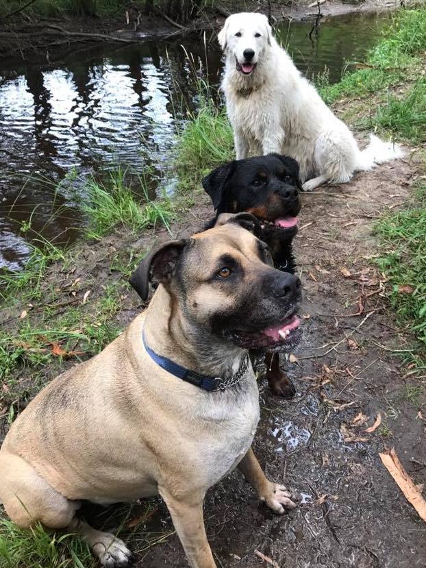 Barbara Joy's three dogs.