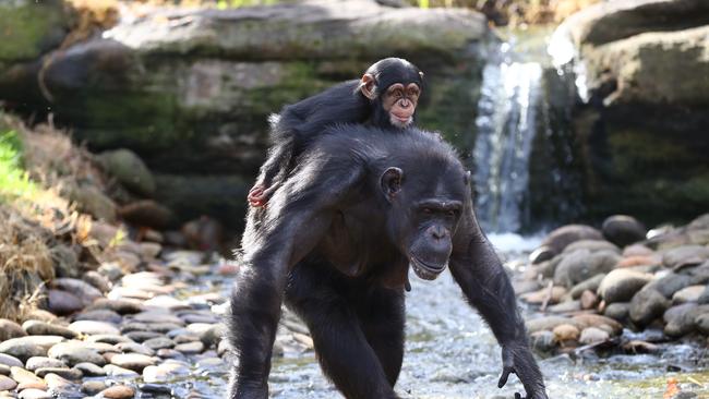 Taronga Zoo management is determined that COVID-19 changes won’t detract from a visitor’s experience. Picture: Toby Zerna