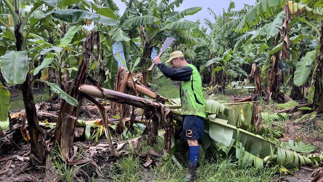 Grower Paul Lardi cuts back fallen banana plants in Tully. Picture: Australian Banana Growers' Council