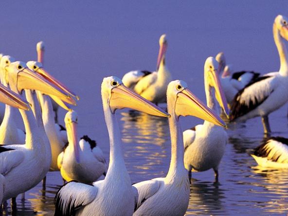 SA WEEKEND - NOV 4 - The Photography of Stavros Pippos book - Pelicans, Coorong, 1999, Archival Pigment print