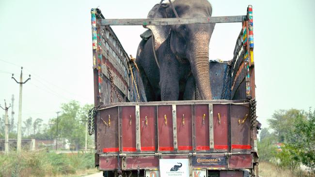 At last: On the way to freedom. Credit: Press People/Wildlife SOS