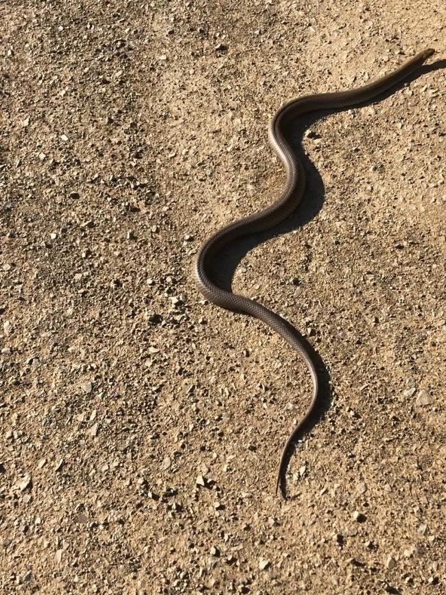 The brown snake Ms Corby caught in the Goulburn Valley. Picture: supplied