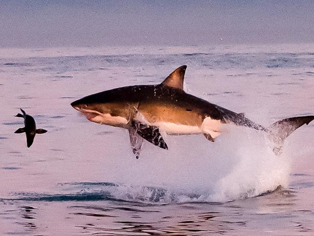 Insane moment seal outswims giant shark