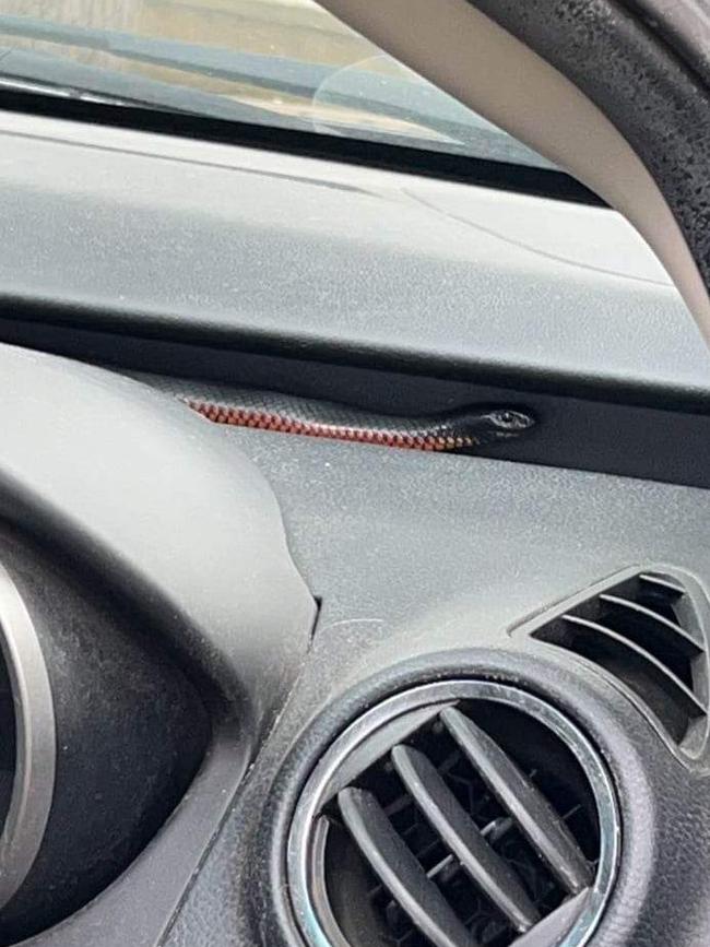 A snake gave Blewitt Springs woman Shelley Bridge one hell of a fright when she hopped into her car on Tuesday. Picture: Supplied