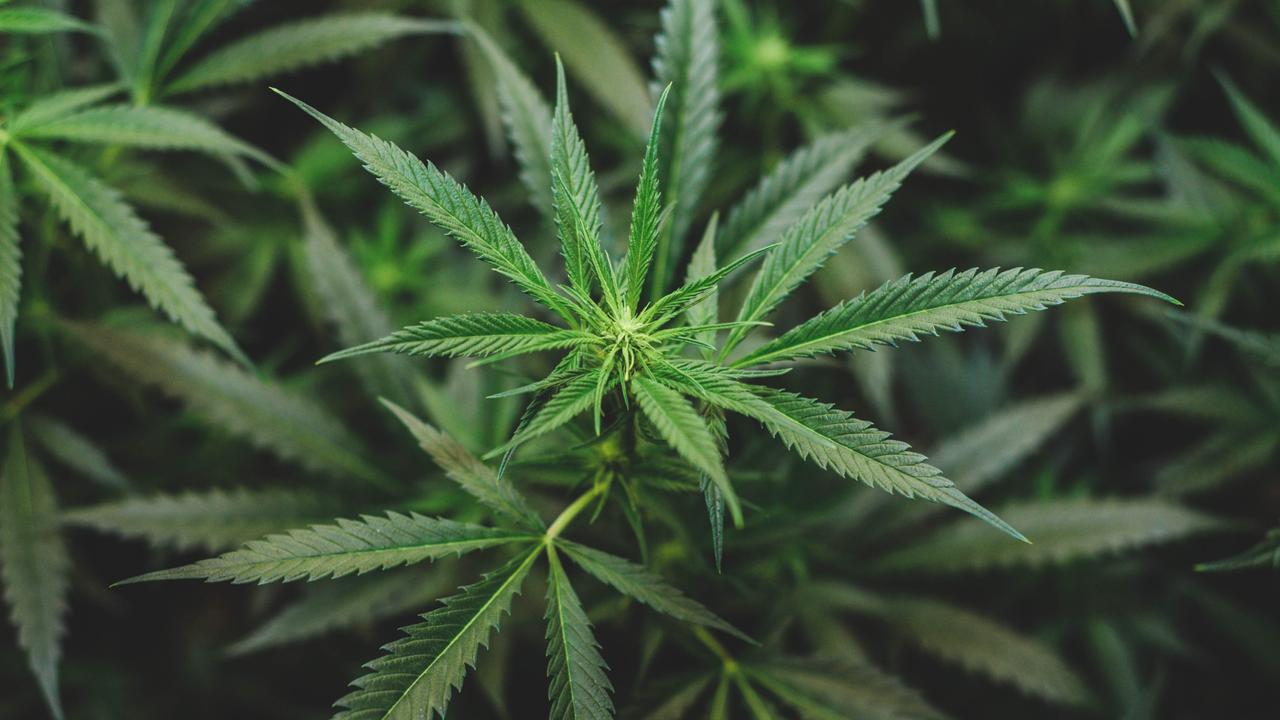 Clearing regulatory hurdles for cannabinoid products has proven tough for ASX stocks.  PIcture: Istock