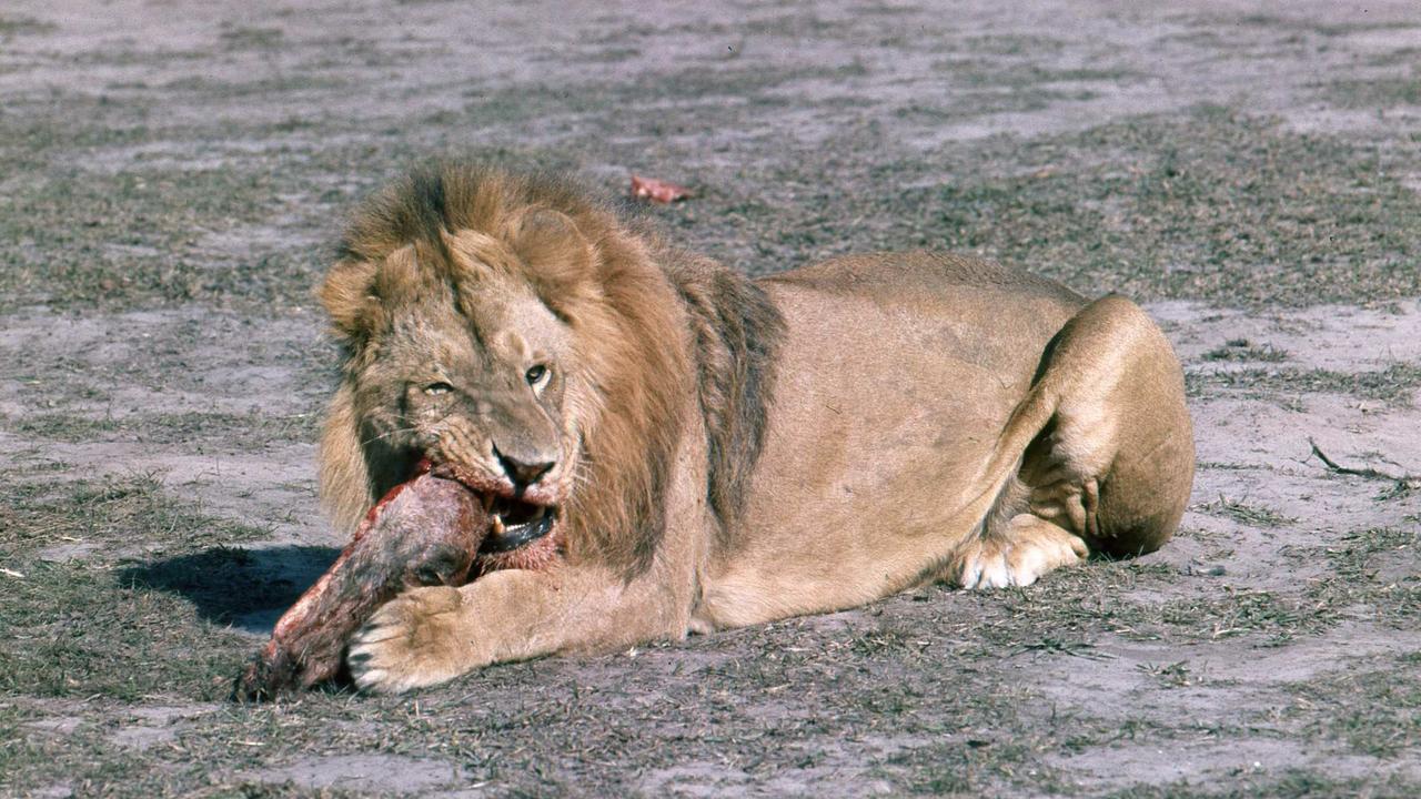 The Bullens Yatala Lions Park. Picture: File Photo