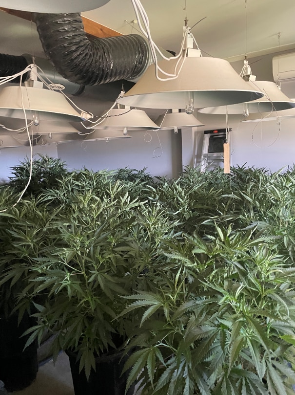 Police searched the property and located more than 150 cannabis plants and 40 clones including prescribed hydroponic equipment. Picture: SAPOL