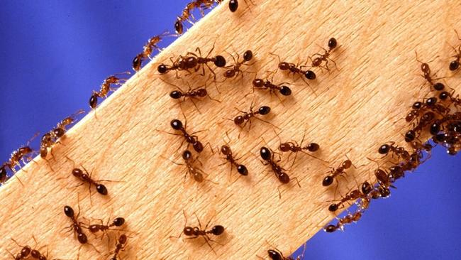 Their the numerous NSW regulations in place to help prevent the spread of fire ants. Picture: File