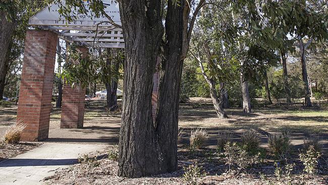 At least 22 mature trees in Wiley Park will be cut down if the road intersection goes ahead. Picture: Carmela Roche.