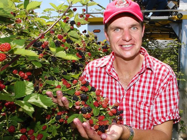 Coca Cola Amatil is launching a new formula for Blackcurrant Ultra-C. Pictured at the Westerway raspberry farm is farmer and owner, Richard Clark of Westerway.