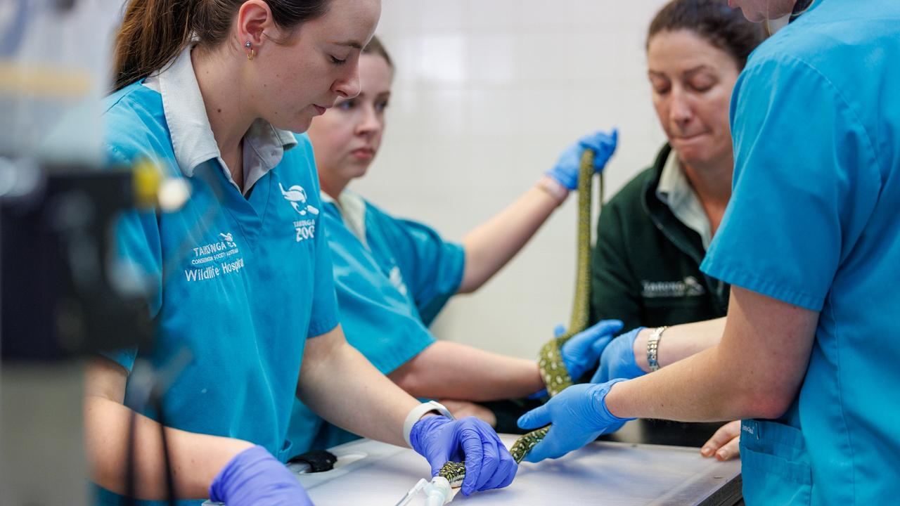 It takes many hands to examine a python. Picture: Taronga Wildlife Hospital