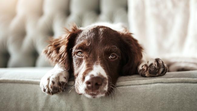 In the three years to 2022, the number of animals surrendered to the RSPCA because of lack of pet-friendly housing tripled.