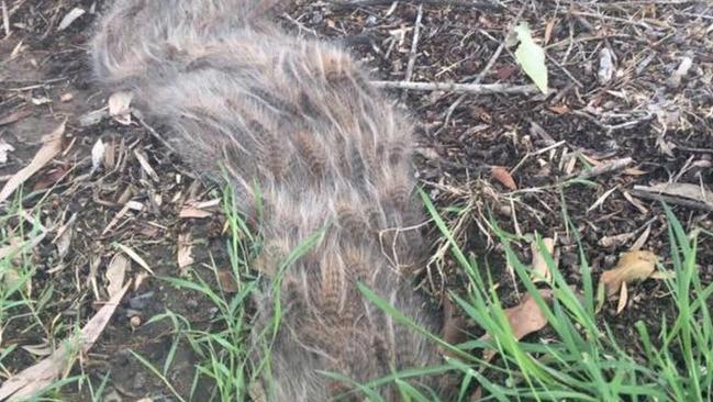 Bag shelter moth larvae caterpillars are out in big numbers on the Gold Coast. Photo: Supplied.