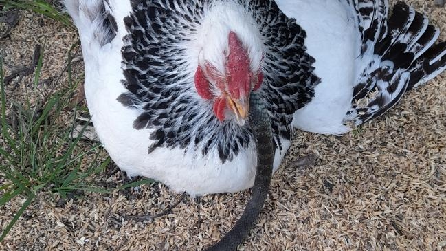 Brett Batchaldor's prized Columbian Wyandotte hen who was clucky at the time and went for wiggly snack of a two foot tiger snake. Picture: Supplied/Fiona Glover