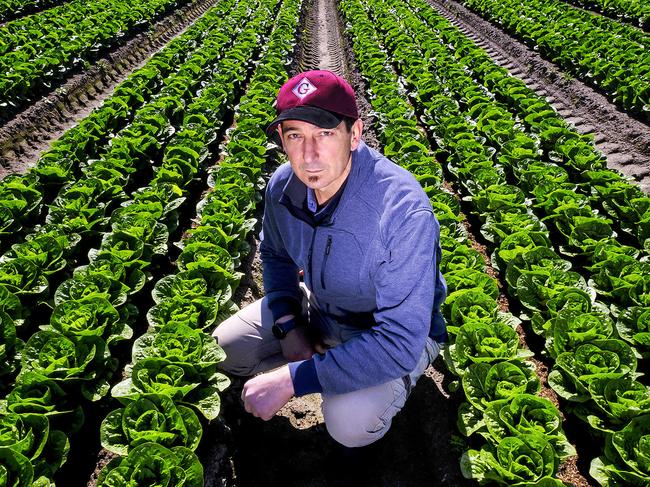 Photo of farmer  Paul Gazzola posing infant of his crop in Somerville on Monday 30 August 2021. Victorian farmers say they are in desperate need of international seasonal workers before their crops have to be ploughed into the ground and wasted. Photo Luis Enrique Ascui